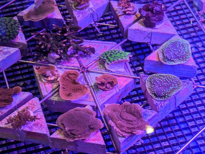 准备移植到潮境海湾的珊瑚。（张志康摄）
