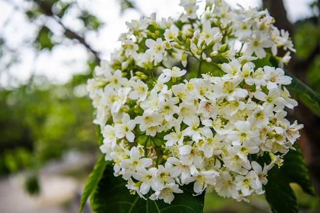 嘉义市圆林仔社区桐花绽放。（嘉义市政府提供／廖素慧嘉市传真）