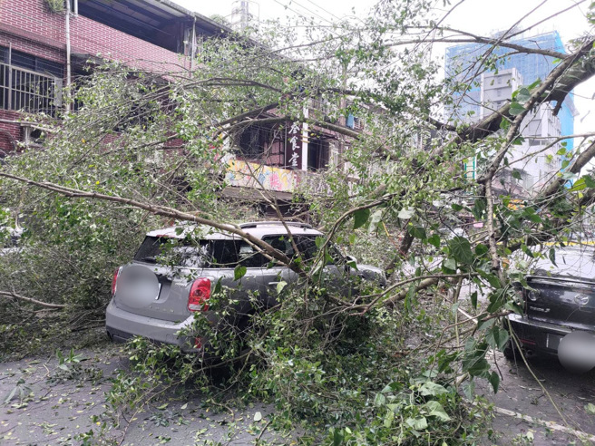 北市路树倒塌！女驾驶遭10公尺高路树惨压，双向封闭。(民眾提供)