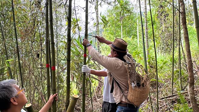 将高粱灌注生竹中，武陵部落族人1周后锯断竹子取出竹篙青。（蔡旻妤摄）★《中时新闻网》关心您：饮酒过量，有碍健康。酒后不开车，安全有保障！