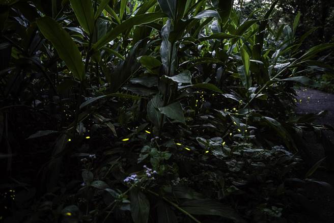 北市动物园4月22、23日及30、31日连两周，将举办「恋恋火金姑」萤火虫亲子体验营，估计近两周就是赏萤的最好时机。（北市动物园提供／张芷瑜台北传真）