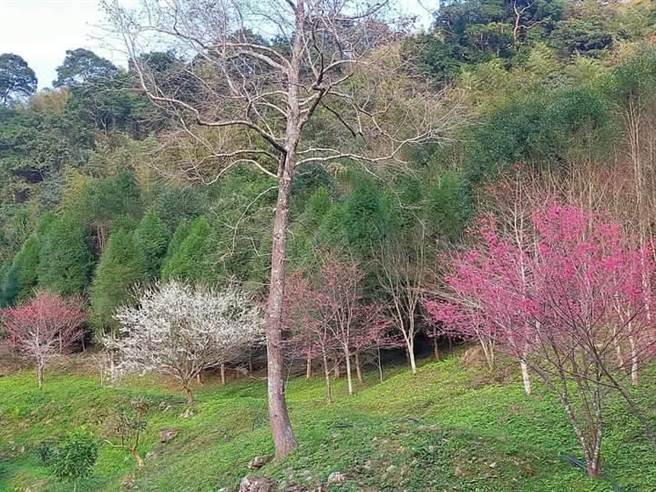 退役空军中校陈德志返回祖先留下来的土地，凭一己之力栽种树木，想復育土地与大自然共处。（陈德志提供／邱立雅竹县传真）