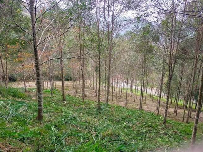 陈德志在自家土地上一共栽种上千棵树木，从小树苗开始慢慢呵护。（陈德志提供／邱立雅竹县传真）