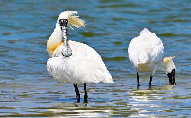 依據香港觀鳥會發布的「2023 年黑面琵鷺全球同步普查」成果，今年全球度冬族群數量達6603隻，再次創下歷史新高。（台南鳥會郭東輝提供／林良齊台北傳真）