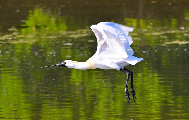 依據香港觀鳥會發布的「2023 年黑面琵鷺全球同步普查」成果，今年全球度冬族群數量達6603隻，再次創下歷史新高。（台南鳥會郭東輝提供／林良齊台北傳真）