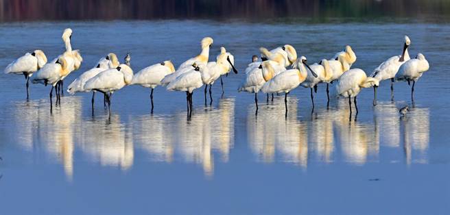 依據香港觀鳥會發布的「2023 年黑面琵鷺全球同步普查」成果，今年全球度冬族群數量達6603隻，再次創下歷史新高。（台南鳥會郭東輝提供／林良齊台北傳真）