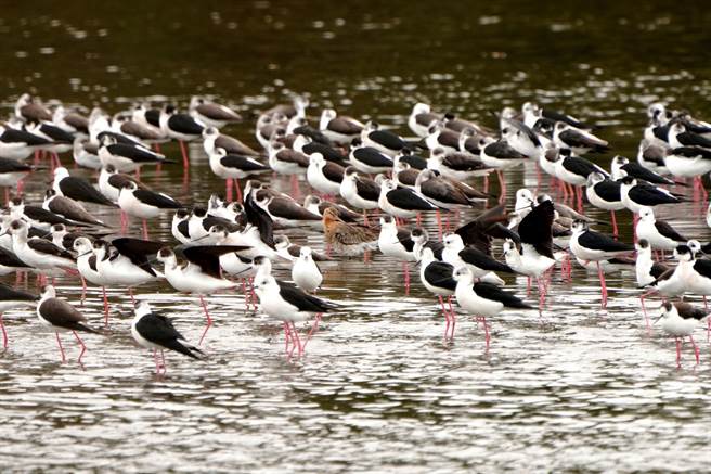 新竹市金城湖出现数千只高跷鸻北返潮。（新竹市政府提供／王惠慧新竹传真）