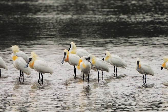 有「黑面娇客」之称的黑面琵鹭，已于金城湖停栖超过3个月。（新竹市政府提供／王惠慧新竹传真）
