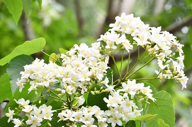 「藤山步道」位于彰化与南投交界，号称全台百大必访步道之一，每年4、5月油桐花盛开吸引大批游客与山友朝圣。（彰化县政府提供／吴建辉彰化传真）