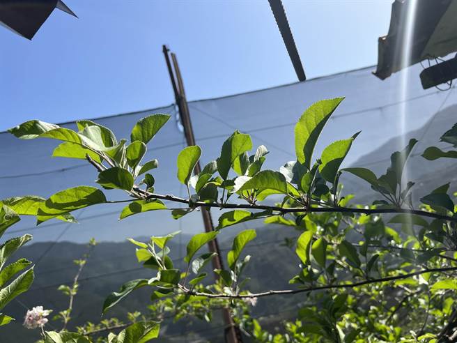 今年2至3月乾旱，正值梨山地区苹果等水果花芽分化及开花期，严重影响结果。（台中市农业局提供）