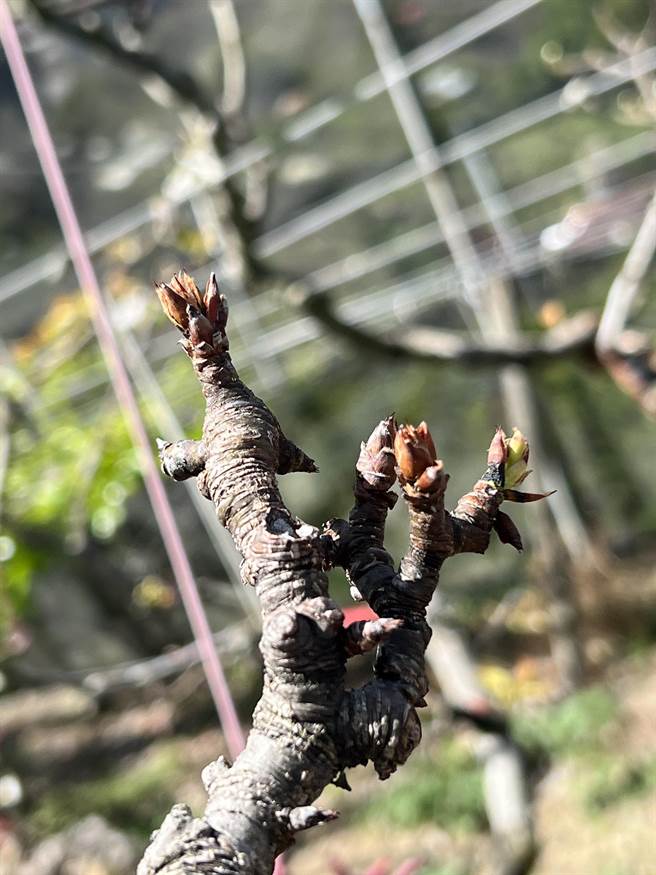 今年2至3月乾旱，正值梨山地区水梨等水果花芽分化及开花期，严重影响结果。（台中市农业局提供）