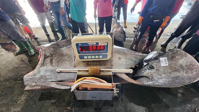 今年最大鲔上岸，东港捕捞383公斤黑鲔鱼。(郑钰宸提供)