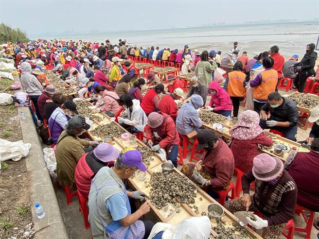 金门石蚵文化季今日开幕，睽违3年的「千人剥蚵体验」活动上午于古寧头北山出海口率先登场。(于家麒摄)