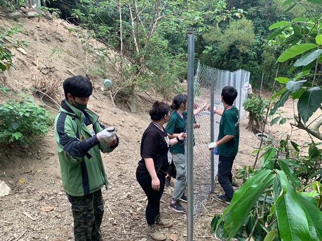 大学生协助架设养鸡围网，重现部落换工传统。(屏科大提供)