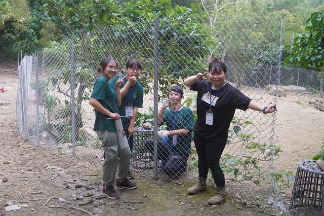 大学生协助架设养鸡围网，重现部落换工传统。(屏科大提供)