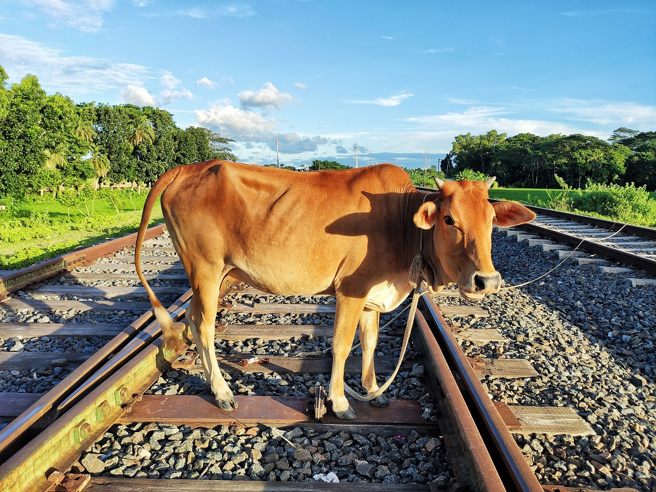 印度一名男子在铁轨旁小便，下秒惨遭乳牛尸块重击身亡。(示意图/达志影像)