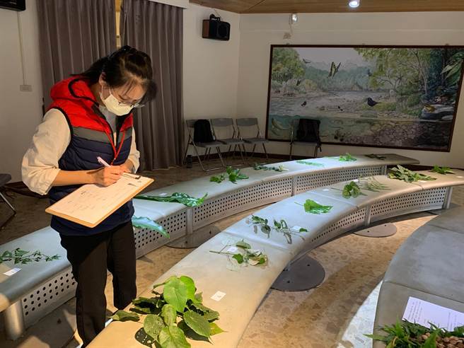 花东纵谷国家风景区管理处鲤鱼潭环境教育中心，开发新的环境教育课程「恋恋民俗植物」，利用2小时的时间，带领民眾认识环潭步道两旁植物的传统应用，省思现代生活对环境的影响。（纵管处提供／罗亦晽花莲传真）