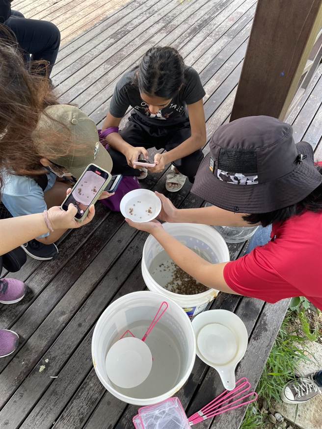 各校学童们復育成功的鲎宝宝，大约脱壳1~2次。（海科馆提供／徐佑升基隆传真）