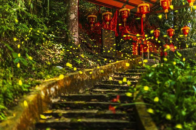 内湾东窝星海萤区沿马武督道路已萤光点点，路旁伯公庙前阶梯，萤火虫自草丛窜出飞舞。（罗浚滨摄）