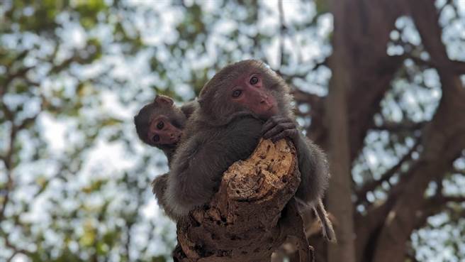 壽山是台灣獼猴棲地。（台灣獼猴共存推廣協會提供）