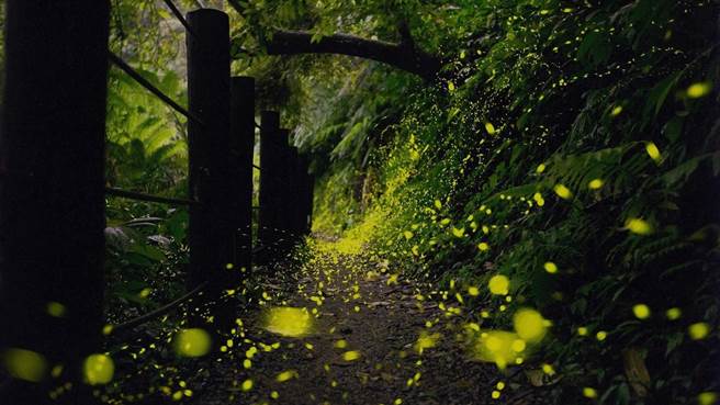 每年春夏之际是观赏萤火虫的最佳季节，「萤光散策」住房专案带领旅人探寻萤火虫飞舞光影。（礁溪老爷酒店提供）