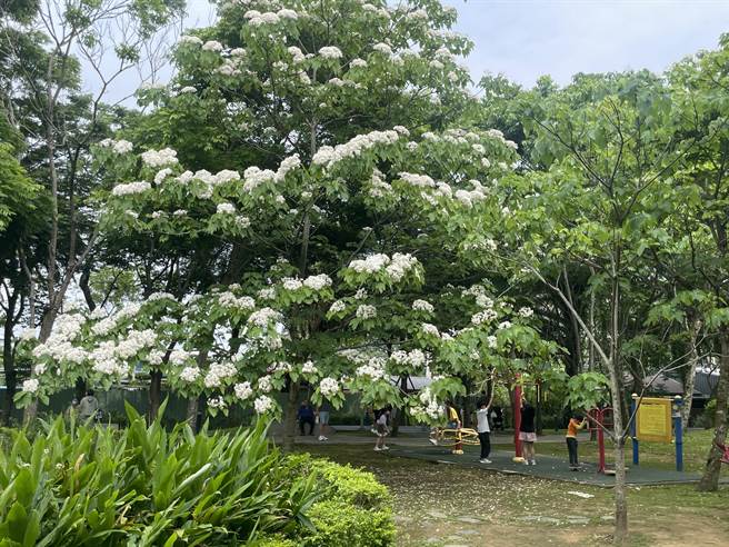 桃园客家桐花祭开幕，民眾开心在桃园客家文化馆赏花。（吕筱蝉摄）
