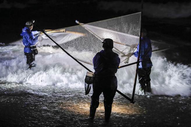 捕鱼苗人在海滩上张网捕鱼所站位置会影响捕获量及后续鱼苗处理，靠岸边浪小，但入网石子多。（黄子明摄）
