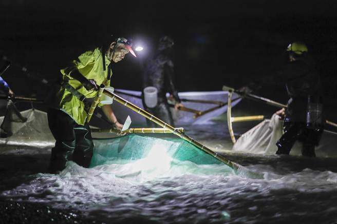 红头魩仔无趋光性，捕鱼苗人通常在下网时才会照射海面，避免强光惊吓仔鱼。（黄子明摄）