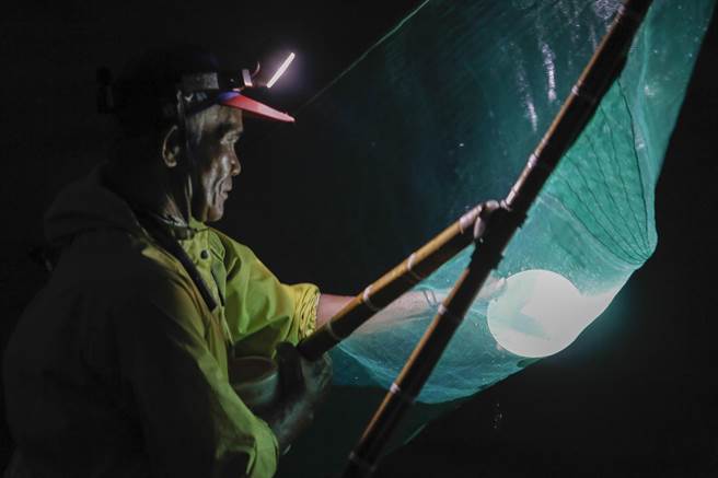 红头魩仔上网后，捕鱼苗人用小碗捞起仔鱼。（黄子明摄）