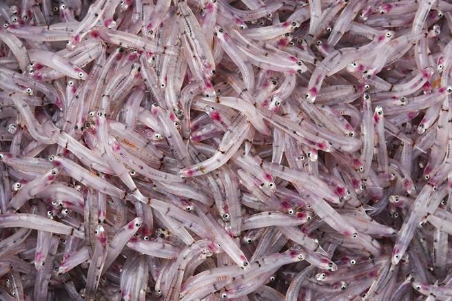 红头魩鱼体呈现透明状，略带有淡红色。（黄子明摄）