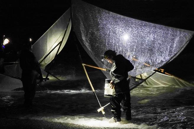 捕鱼苗人边抓边查看鱼笼中的仔鱼数量。（黄子明摄）