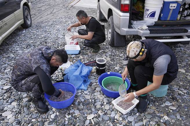 捕鱼苗人结束捕捞后立即整理捞起的仔鱼。（黄子明摄）