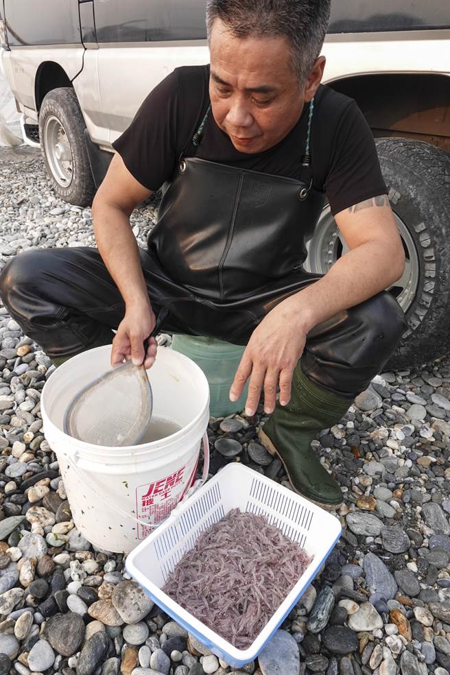 捕鱼苗人自备冰盐水整理捞起的仔鱼，让鱼体保鲜之外也呈现美丽的淡红色。（黄子明摄）