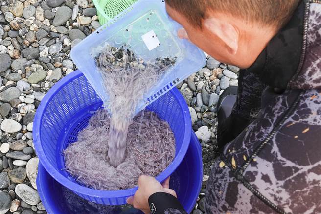 捕鱼苗人捞起的仔鱼经常会掺杂许多小石子，必须仔细清除。（黄子明摄）