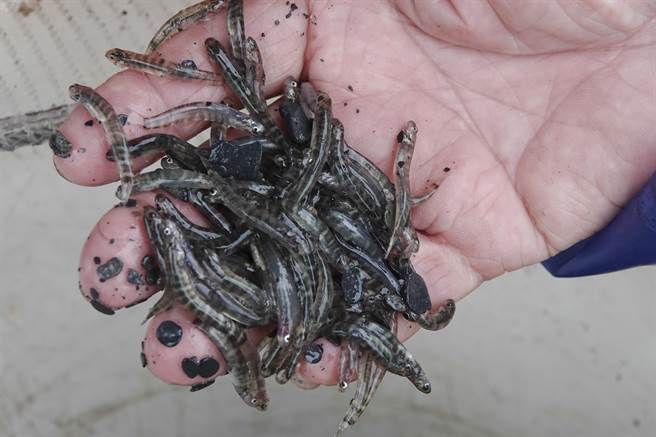 部分红头魩鱼体呈透明黑色，身上斑纹明显，这些是属于已洄游淡水河川再被冲回海里，因卖相较差，通常会被另外挑出。（黄子明摄）