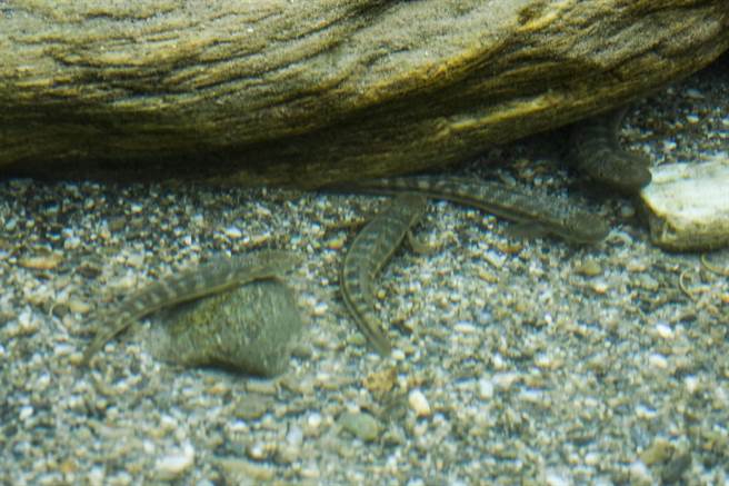 布拉旦部落所在的三栈溪河水非常清澈，许多日本秃头鲨栖息其中，鱼体上的条纹特徵很容易辨识。（黄子明摄）