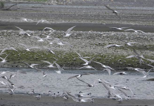 目前已有數百隻小燕鷗飛到神秘沙灘開始築巢下蛋。（台灣偏鄉生態物種保護暨復育協會提供／吳佩蓉宜蘭傳真）