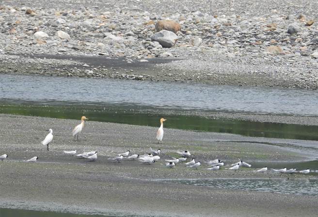 目前已有數百隻小燕鷗飛到神秘沙灘開始築巢下蛋。（台灣偏鄉生態物種保護暨復育協會提供／吳佩蓉宜蘭傳真）
