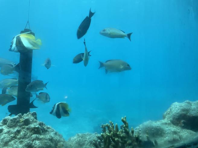鱼眼公园海底展望窗外就是可爱鱼群。（何书青摄）