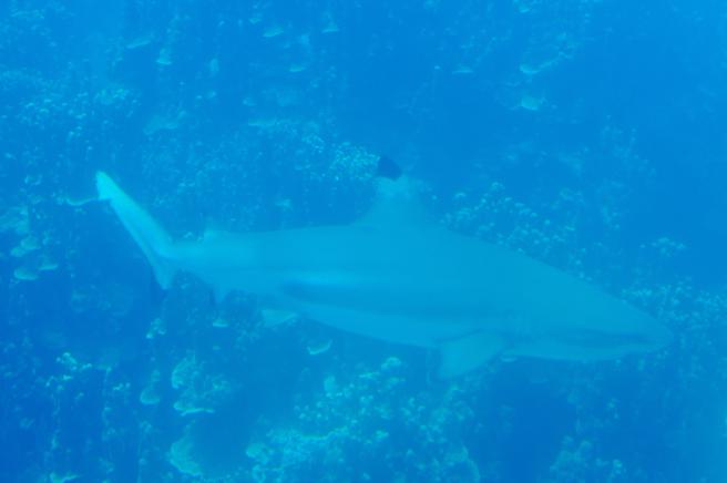 在海底展望台也可能看见鲨鱼的身影。（何书青摄）