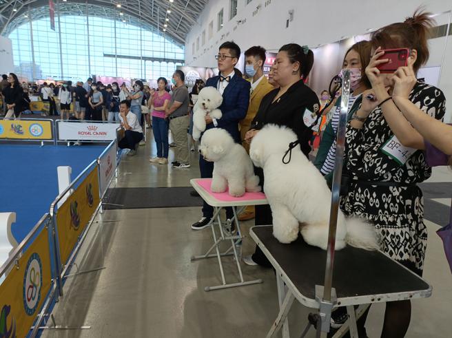 高雄首次世界级毛孩比赛「2023国际畜犬联盟亚洲、非洲、大洋洲区域年会美容师世界挑战赛暨冠军犬展」。（高雄市农业局提供）