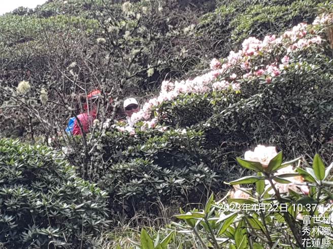 目前适逢合欢山区杜鹃花季，今年花况虽不如往年，仍吸引许多民眾前往赏花。（新城警分局提供／罗亦晽花莲传真）