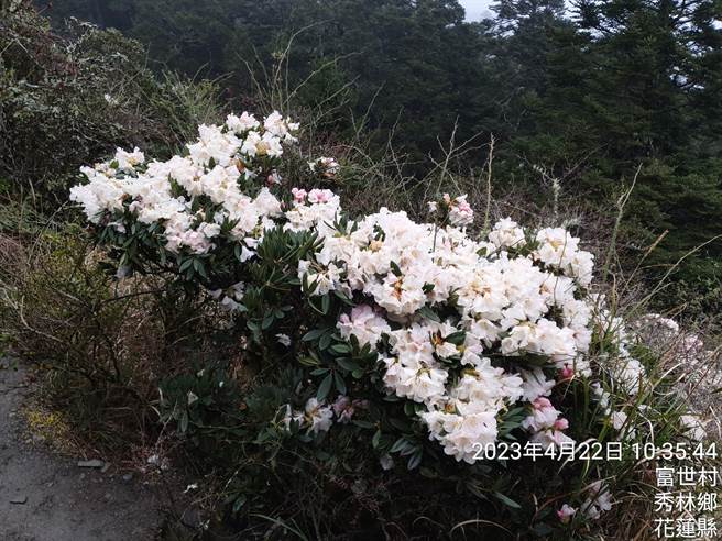 目前适逢合欢山区杜鹃花季，今年花况不如往年，多呈现独丛盛开的样貌。（新城警分局提供／罗亦晽花莲传真）