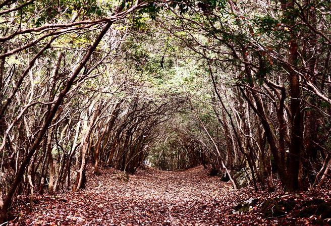 日本「青木原树海」是当地的轻生圣地，为了防止憾事发生，有不知名人士在树上悬挂飞机杯和标语。(图为青木原树海/达志影像)