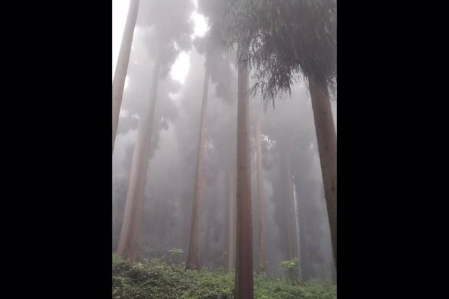 位于四川省、被形容为「迷雾森林」的天鹅林场，近日爆发1女2男服毒轻生命案。（翻摄自《红星新闻》）