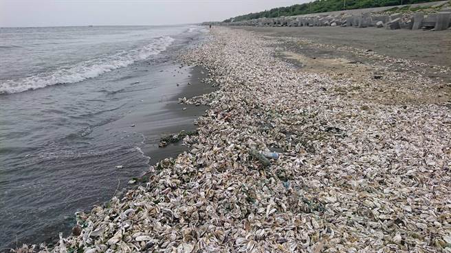 台南市四草海岸线出现绵延4公里的牡蛎沙滩。（程炳璋摄）