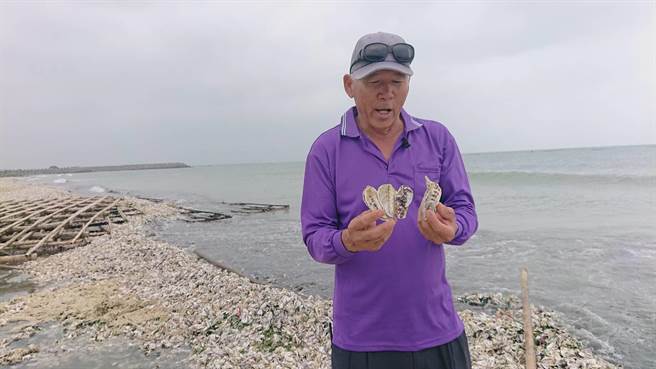 红树林保护协会秘书李进添发现牡蛎海滩，直呼再不处理就发臭。（程炳璋摄）
