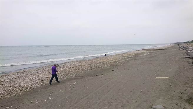 台南市盐水溪口到鹿耳门溪口的四草海岸线出现大片牡蛎搁浅在沙滩上。（程炳璋摄）