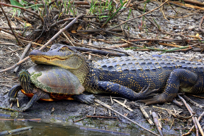 美国佛州一名旅游部落客发现罕见一幕，一只乌龟竟趴在鱷鱼身上，像在骑马一样。(示意图/达志影像)