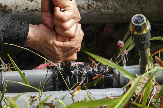 新来义部落的罗姓老农妇前往二峰圳主河道水管取水口修復漏水水管，她利用现场捡到的胶带修补漏水处。（黄子明摄）